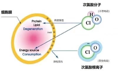 次氯酸根离子